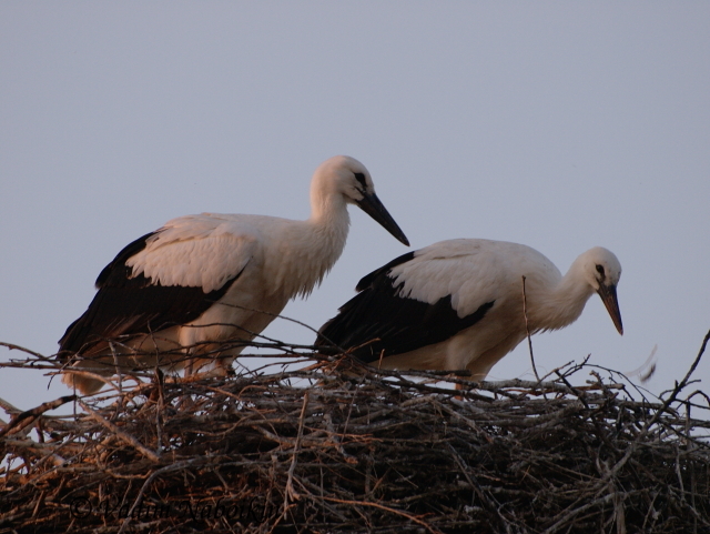 storks are holy birds in Ukraine. Ukrainians believe that storks bring peace and wealth to peoples homes 